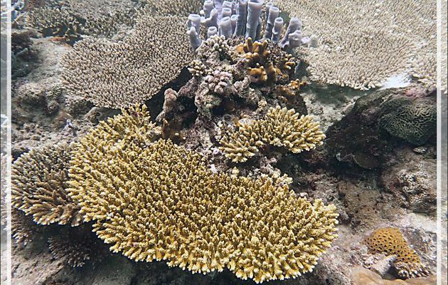 Corail tabulaire, Table coral (Acropora sp) - Betaniazo - Nosy Tsarabanjina - Nosy Mitsio - Madagascar