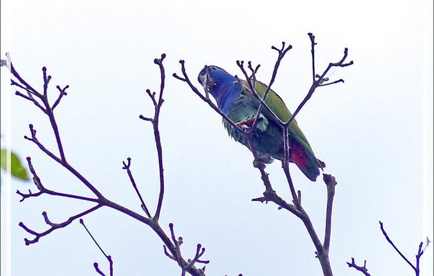 Pione à tête bleue, Blue-headed Parrot (Pionus menstruus) - Lac Sandoval - Pérou