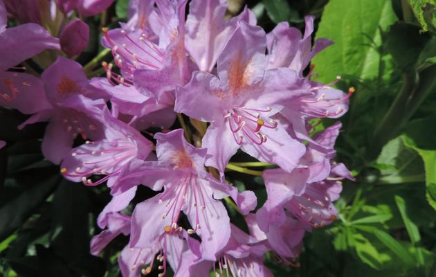 ma fleur de Rhododendrons