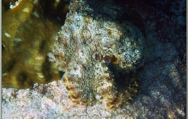 Qui c'est celui-là ? C'est Paul le Poulpe, le célèbre divinologue, en séjour balnéaire incognito à Mahé - Seychelles
