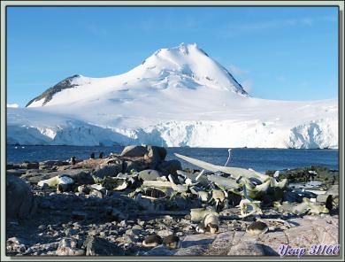 Ossuaire vestige du temps des grands massacres de baleines - Ile Goudier - Neumayer Channel - Péninsule Antarctique