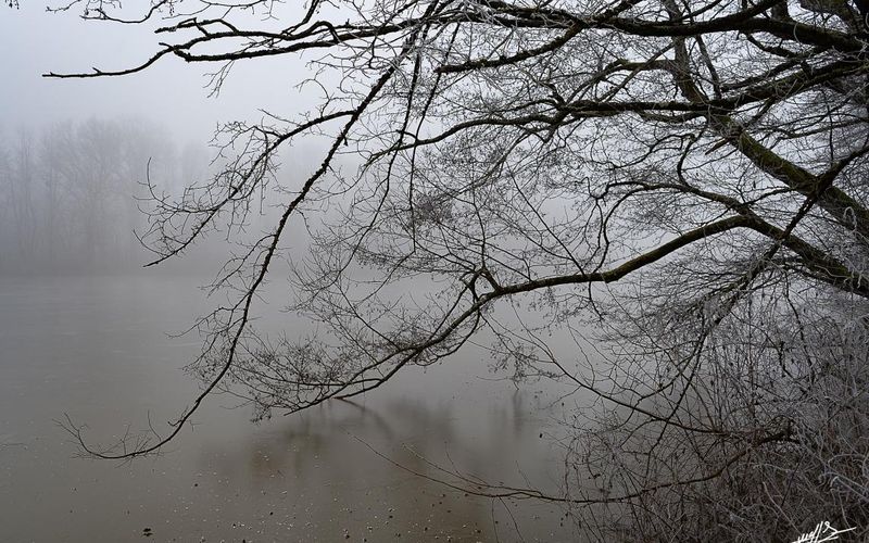 Les étangs de Bresse par un temps de gel