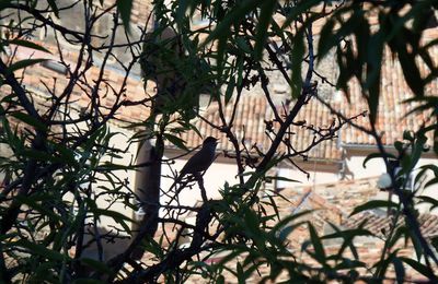 un oiseau en contre-jour !