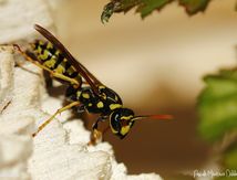 Guêpe Polistes dominulus (dominula) ♀