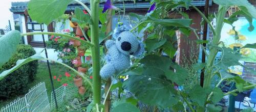 Koala l'ami de Max