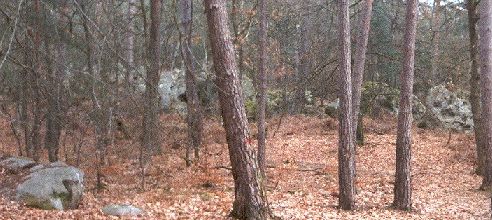 Fontainebleau - 3 -