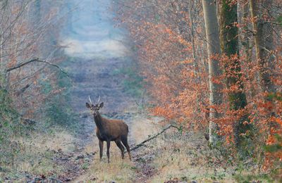 Ce matin, 1 renard, sangliers et marcassins, et 5 jeunes cerfs... Fontainebleau. Février 2025.