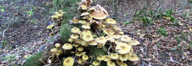 Les champignons  (A & A et Cie n° 65)