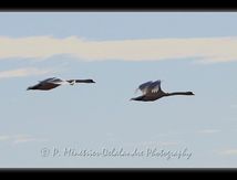 Cygnes tuberculés - Cygnus olor