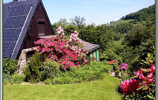 Drôle de flore pour les Pyrénées (altitude 600 m) : bananier en fleurs ! - Lartigau - Milhas - 31