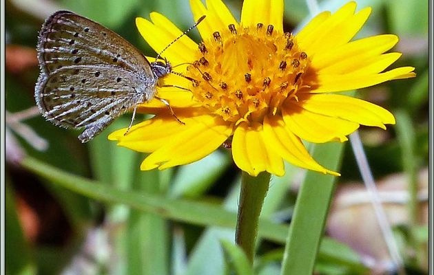 Couple d'Azurés de la surelle ou Azurés de Trimen (?) (Zizeeria knysna) - Mahé - Seychelles