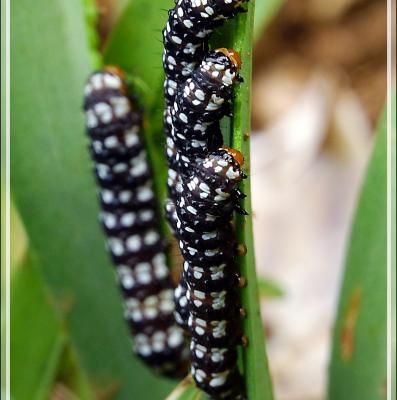 Chenilles - Nosy Be - Madagascar