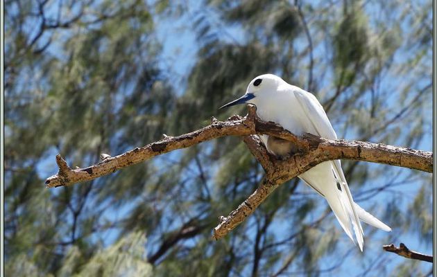 Gygis blanche ou sterne blanche ou sterne fée et son poussin (Gygis alba) - Bird Island - Seychelles