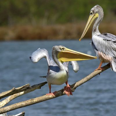 Atterrissage de Pélican gris