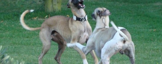 Comme deux larons en foire, 1ère partie