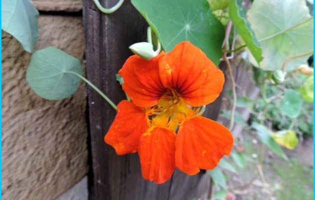 une fleur en macro 