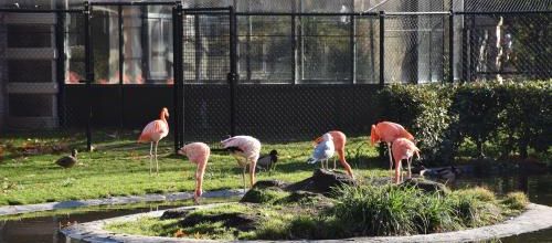 flamants ou...