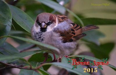 Bonne Année 2015 à tous !