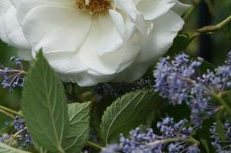 Un jour, une rose : Fée des neiges