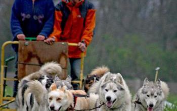Nouveau pour les musher débutants ou confirmés...