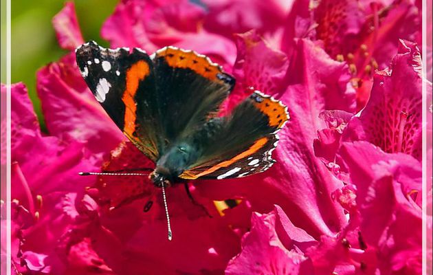 Papillons Vulcain (Vanessa atalanta) et Machaon (Papilio machaon) butinant des fleurs de rhododendron - Lartigau - Milhas - 31 