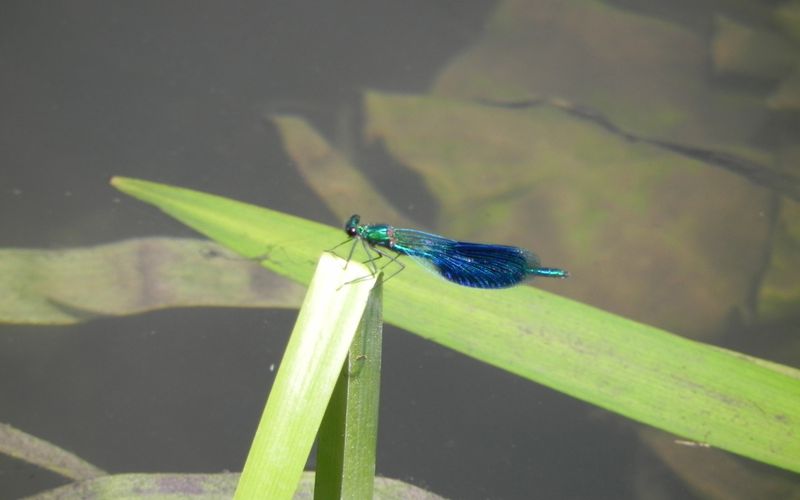 la Libellule bleue