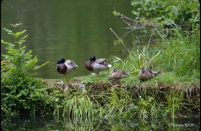 Rambouillet : Le canard Colvert