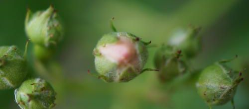 Un instant au jardin : rosier sauvage