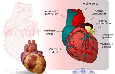 CM SCIENCES le fonctionnement du corps humain le coeur