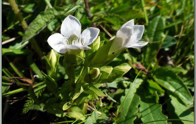 Gentiane champêtre blanche (Gentianella campestris) -  Vallon d'Esquierry - Oô - 31