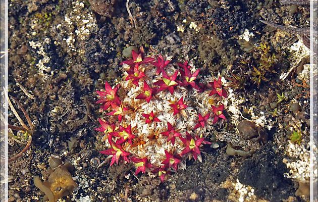 Plante indéterminée (Silène acaule ?) - Dundas Harbour - Devon Island - Nunavut - Canada