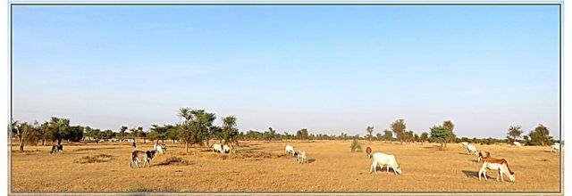 LES  PEULS  DU  NORD  SENEGAL 2019
