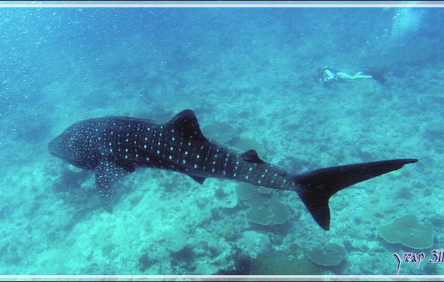 Ma cinquième rencontre avec un Requin-baleine - Sud de l'atoll d'Ari - Maldives