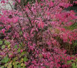 Euonymus alatus compactus