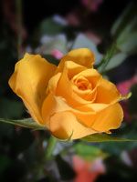 Une rose courageuse ... 