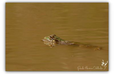 Grenouilles Pelophylax sp. &... tristesse pour Notre Dame de Paris