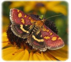Pyrausta purpuralis, la pyrale pourpre