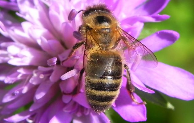 l'abeille