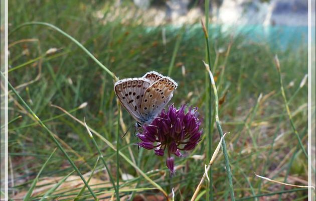 Papillon Bleu nacré espagnol (Polyommatus hispanus) - Congost de Mont-Rebei - Aragon/Catalogne - Espagne