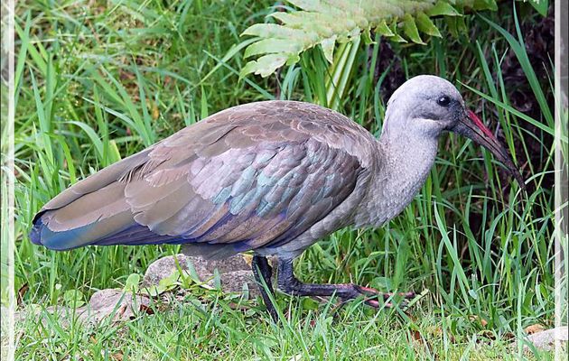 Ibis hagedash, Hadada Ibis (Bostrychia hagedash) - Jardin de Kirstenbosch - Cape Town - Afrique du Sud