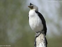 Cormoran pie