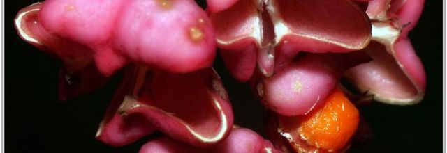 Fusain d'Europe (1) - Euonymus europaeus