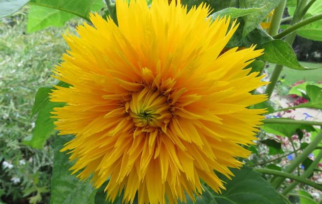 fleurs et gouttes