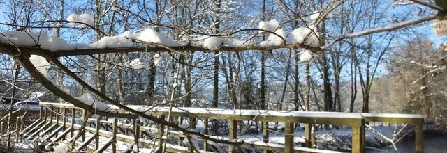 Les animaux et la neige