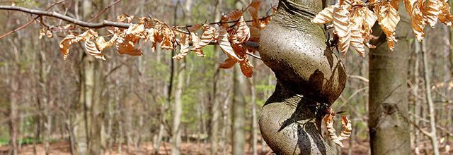 «  Découvre l’arbre ! », à Raismes