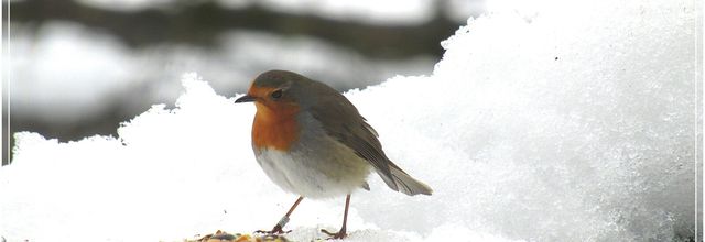 LES OISEAUX EN HIVER