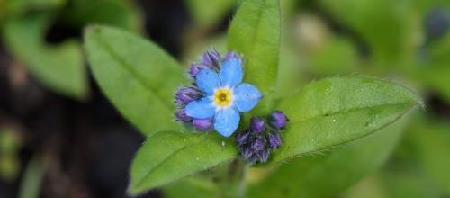 Myosotis