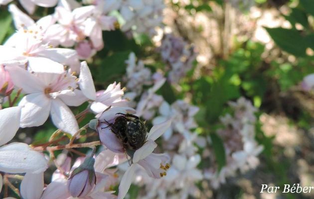 une bébète sur une fleur 