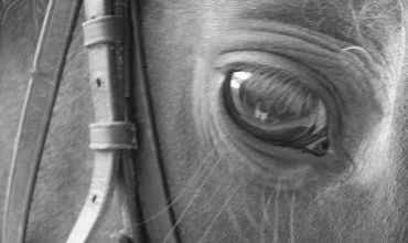 Le Welsh Moutain Pony,Partie 3