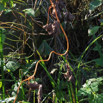 vrille et circonvolution 